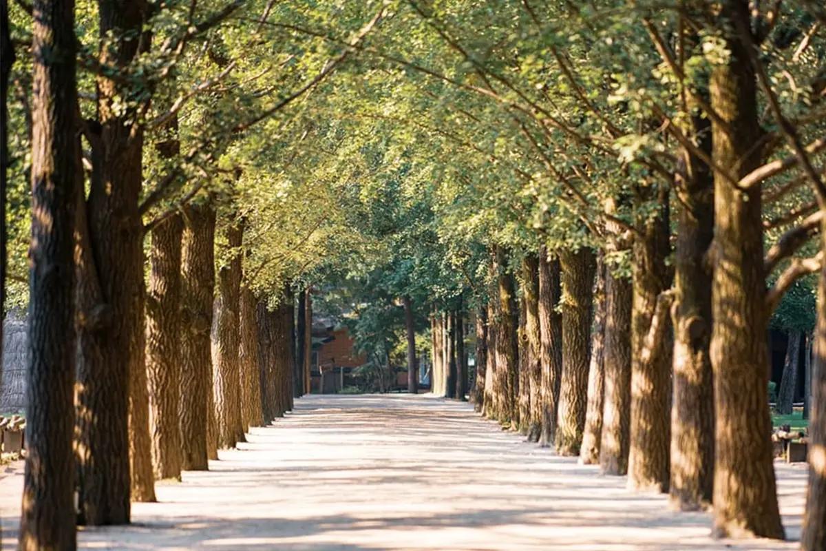 Nami Island + The Garden of Morning Calm + Alpaca World + Rail Bike + Petite France + The Stay Healing Park Starlight Garden Day Tour | Seoul Departure-image