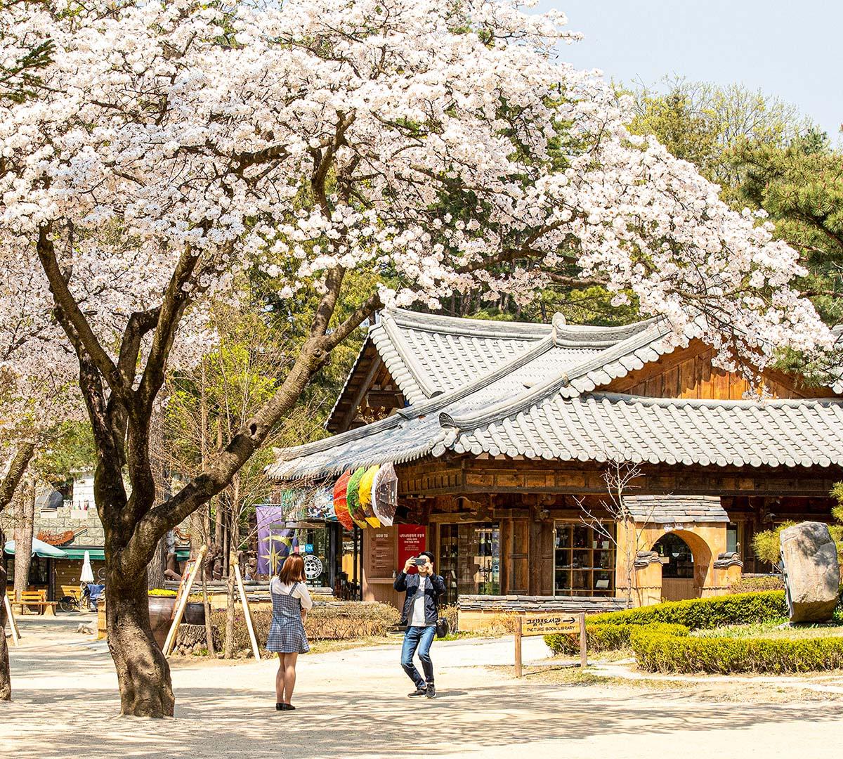 南怡島/江村鐵道自行車/加平秋海棠鳥園一日遊（首爾出發）