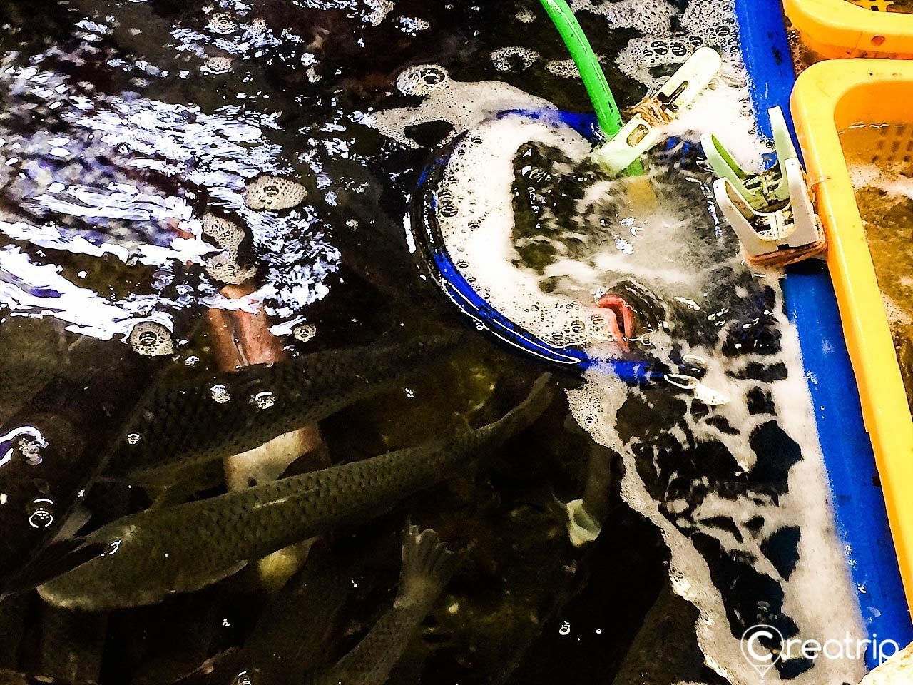 Millak Raw Fish Market image 3