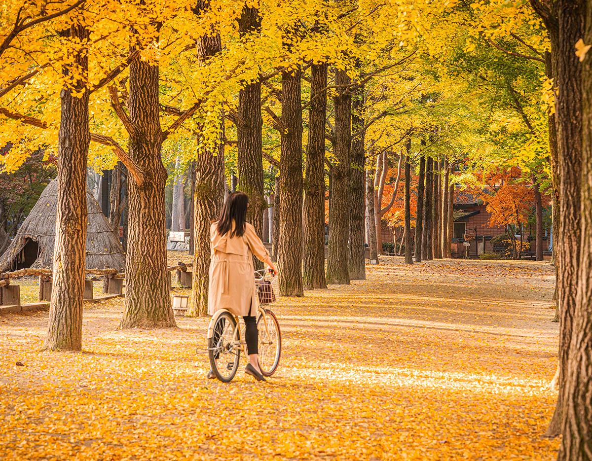 Nami Island + Gapyeong Begonia Bird Park One Day Tour