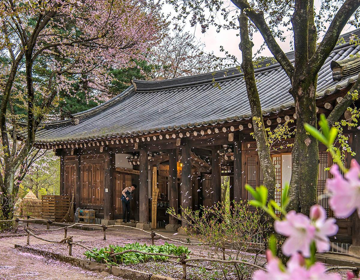 Nami Island + Gapyeong Begonia Bird Park One Day Tour