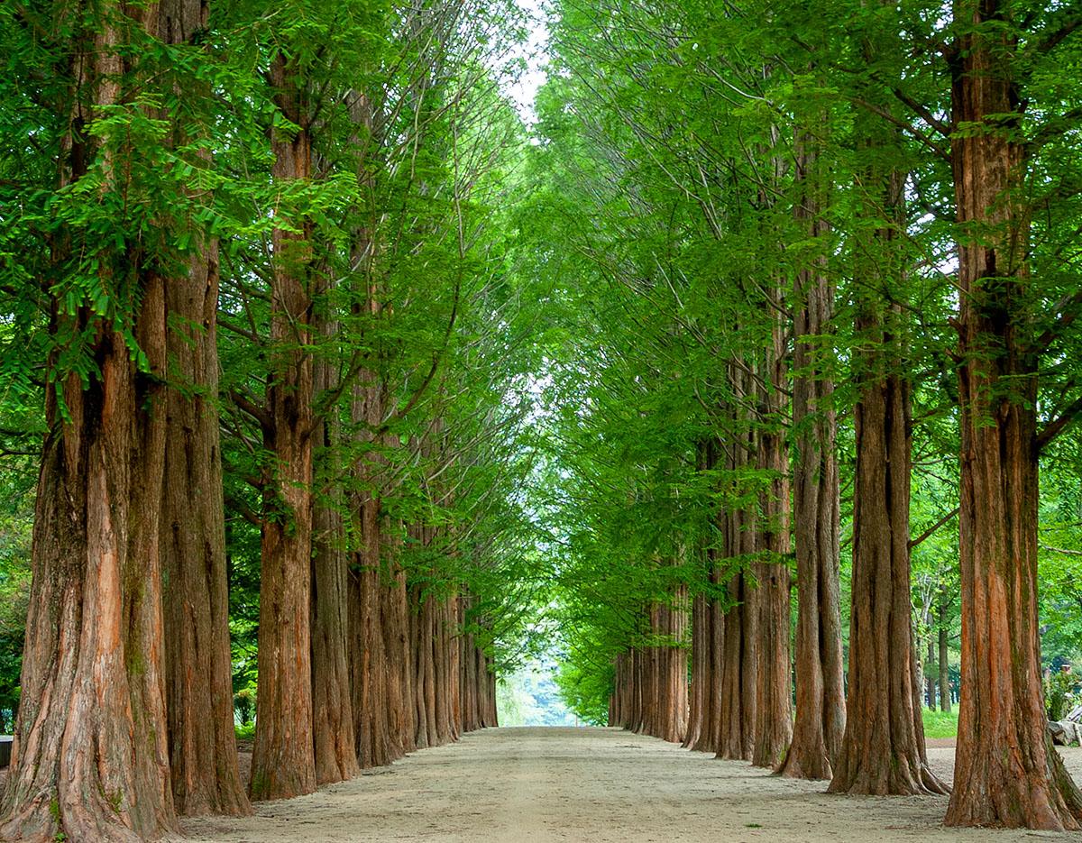 Nami Island + Gapyeong Begonia Bird Park One Day Tour