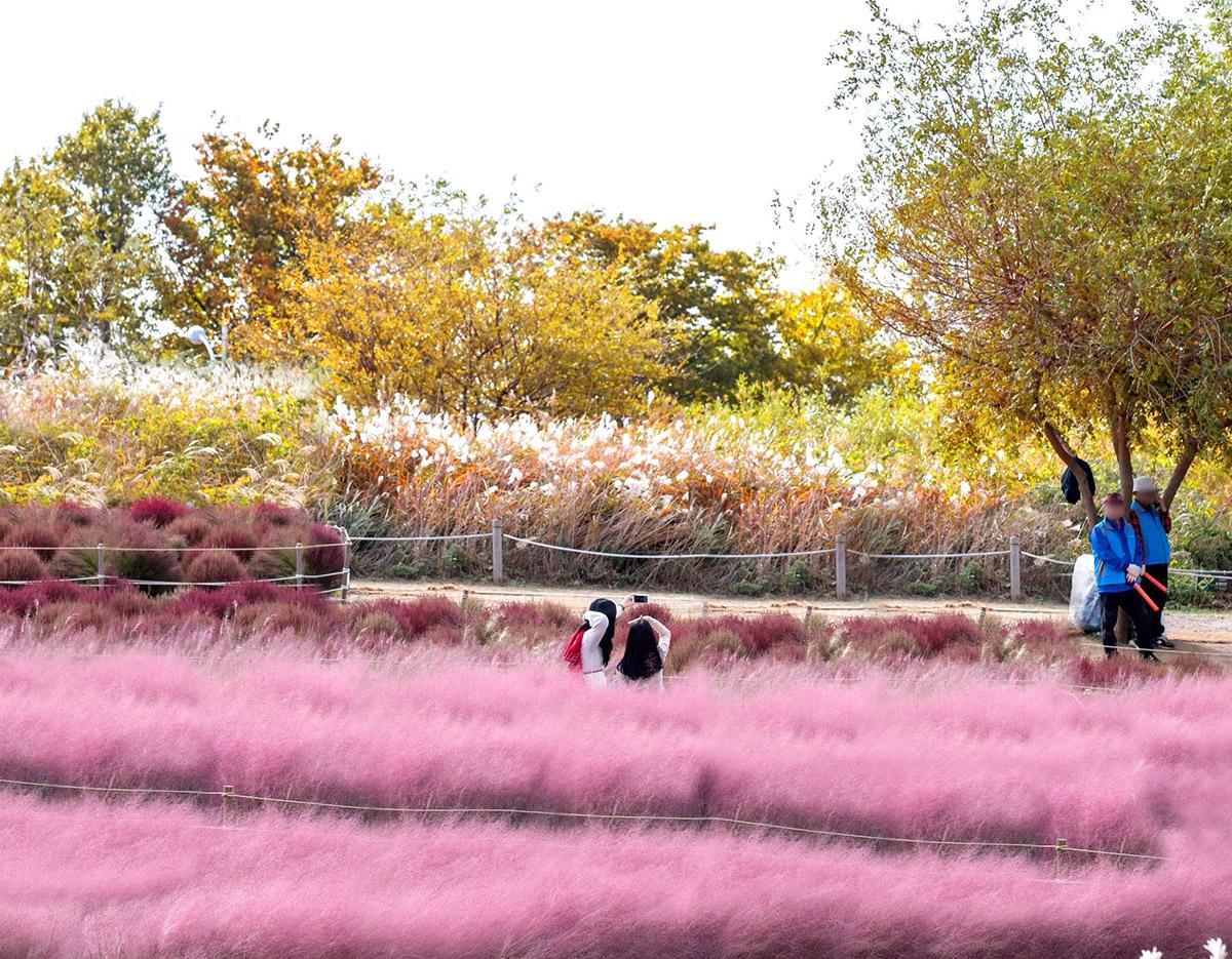Aegibong DMZ & Suspension Bridge / Eunpyeong Hanok Village Day Tour