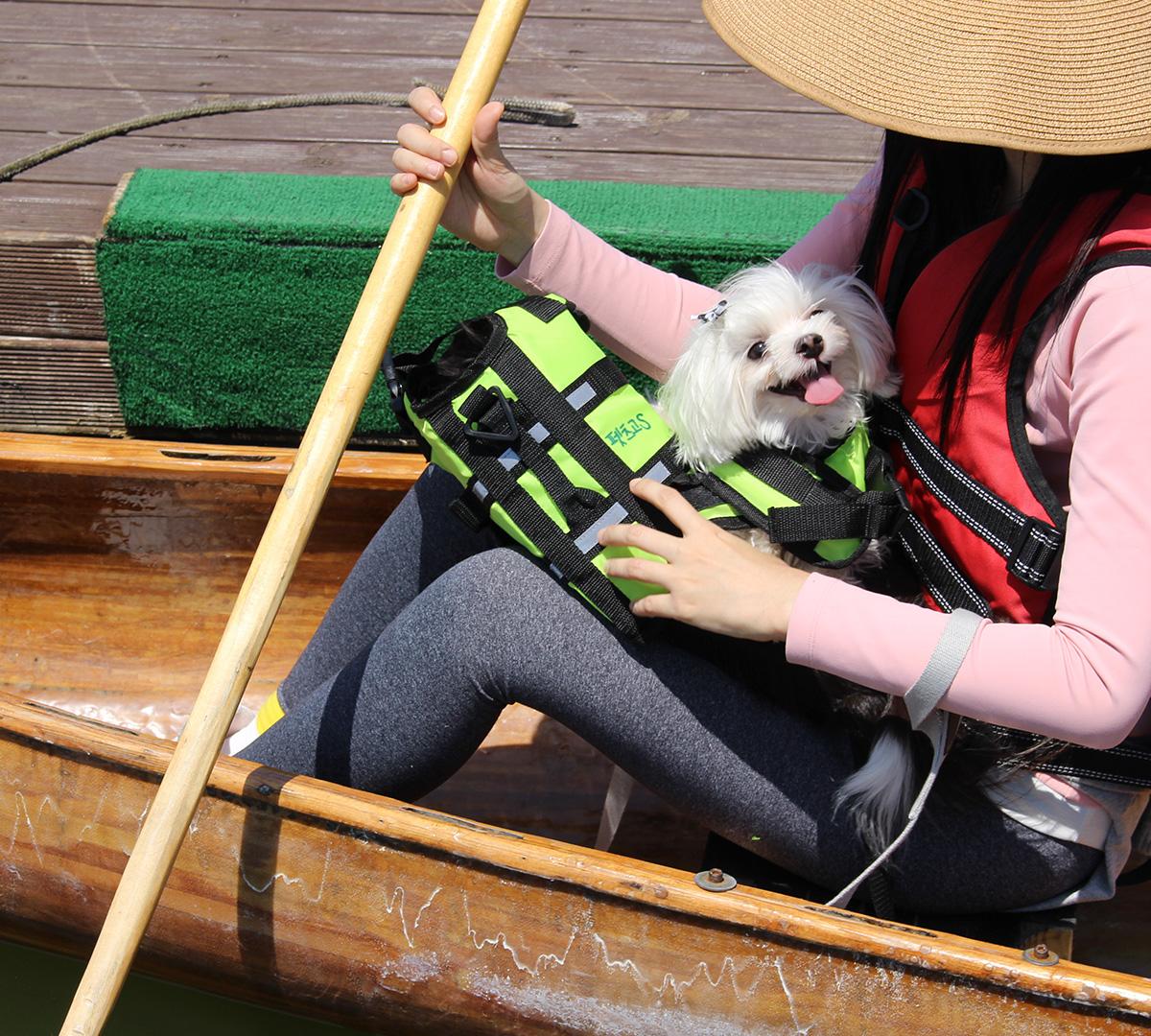 Chuncheon Pet-Friendly Day Tour | Seoul Departure -image