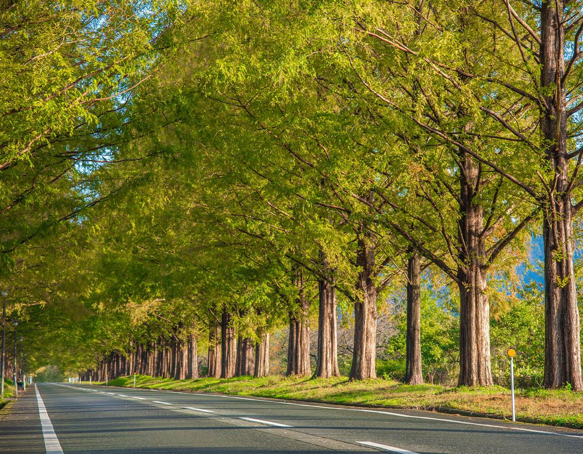 Autumn Special: Damyang Juknokwon Bamboo Forest & Metasequoia-lined Road One Day Tour