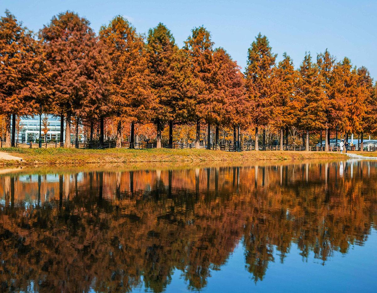 Autumn Special: Damyang Juknokwon Bamboo Forest & Metasequoia-lined Road One Day Tour
