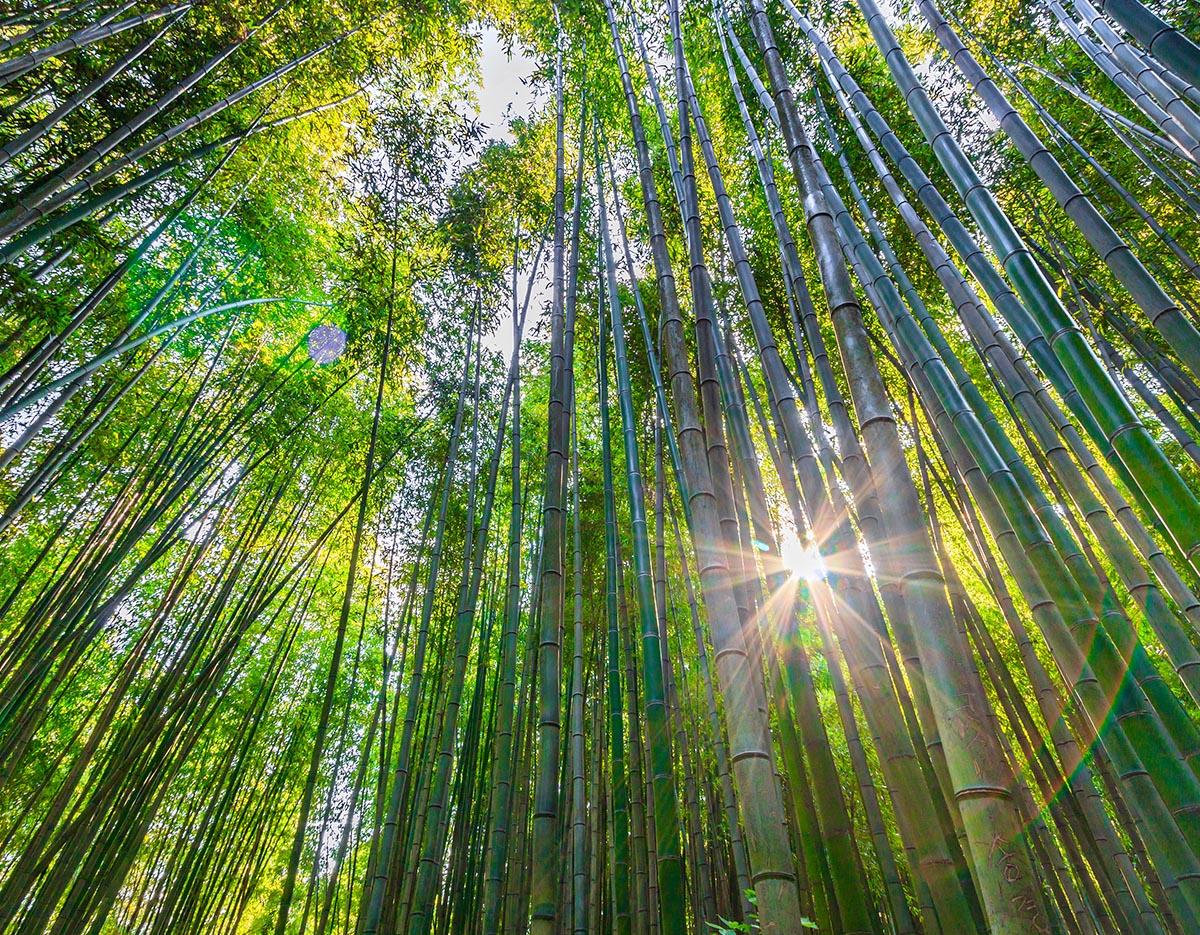 Autumn Special: Damyang Juknokwon Bamboo Forest & Metasequoia-lined Road One Day Tour