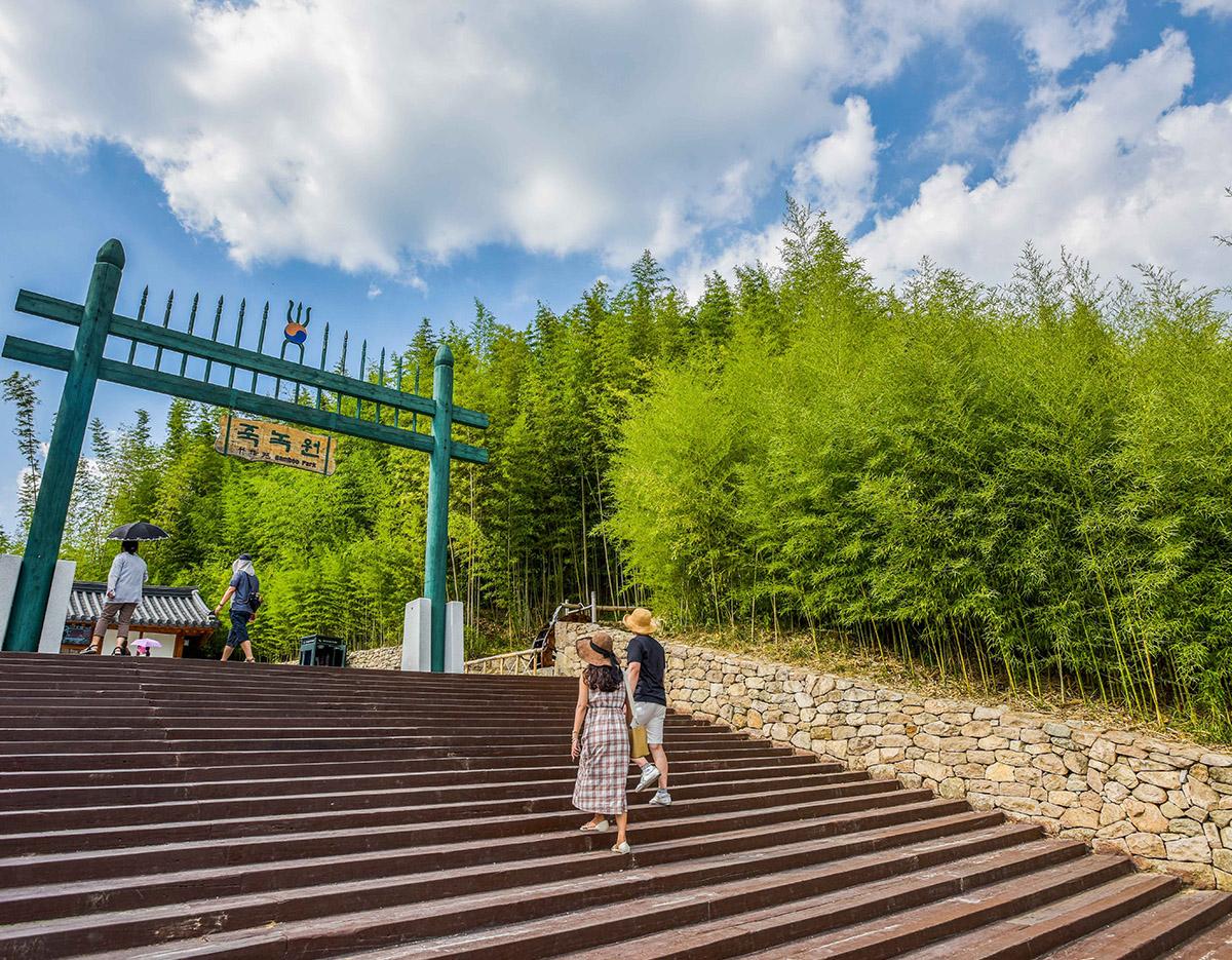 Autumn Special: Damyang Juknokwon Bamboo Forest & Metasequoia-lined Road One Day Tour