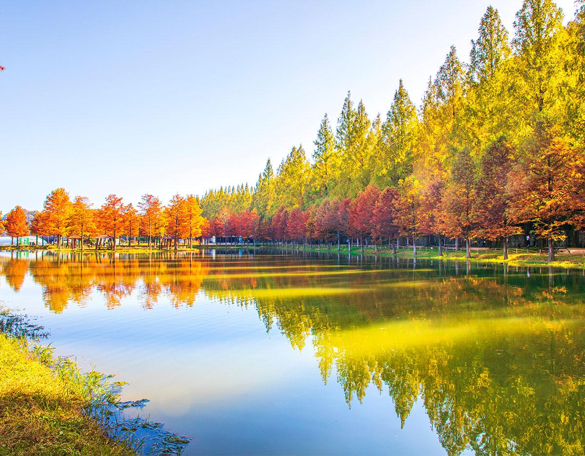 Autumn Special: Damyang Juknokwon Bamboo Forest & Metasequoia-lined Road One Day Tour