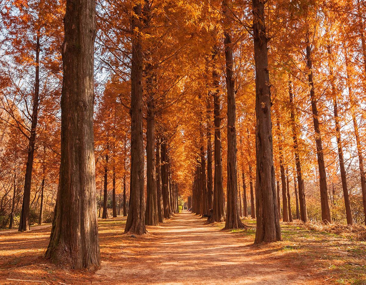 Autumn Special: Damyang Juknokwon Bamboo Forest & Metasequoia-lined Road One Day Tour