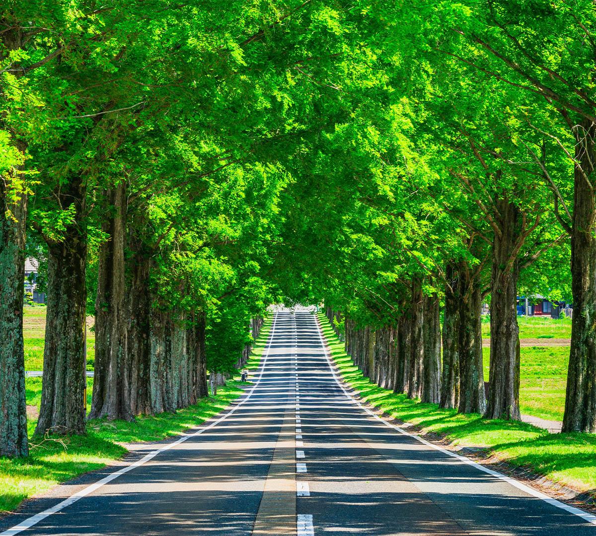 Autumn Special: Damyang Juknokwon Bamboo Forest & Metasequoia-lined Road One Day Tour