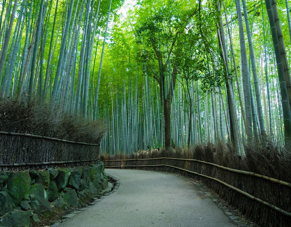 Autumn Special: Damyang Juknokwon Bamboo Forest & Metasequoia-lined Road One Day Tour