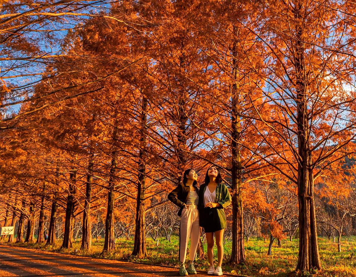 Autumn Special: Damyang Juknokwon Bamboo Forest & Metasequoia-lined Road One Day Tour