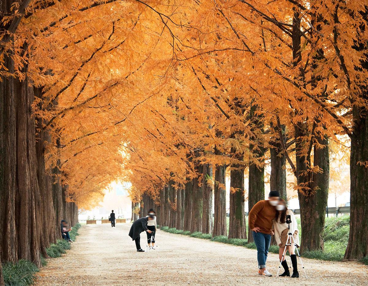 秋季旅遊🍁潭陽竹綠苑竹林/水杉林蔭道一日遊（釜山出發）-image