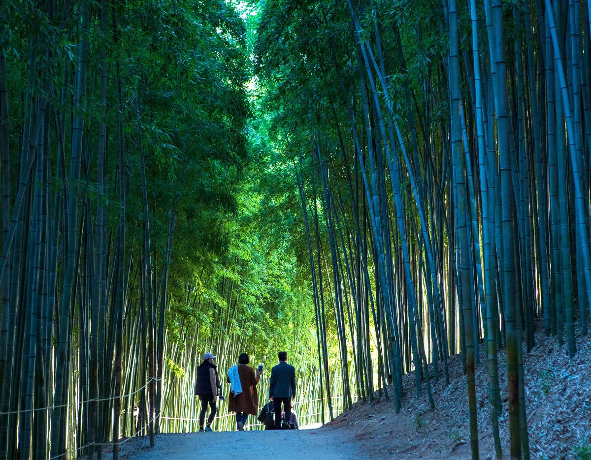 Autumn Special: Damyang Juknokwon Bamboo Forest & Metasequoia-lined Road One Day Tour