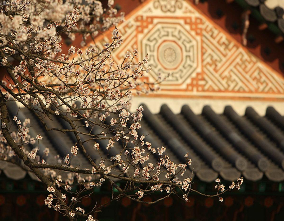Delicate cherry blossoms in front of a traditional Korean palace roof and ornate painted triangular gable pattern