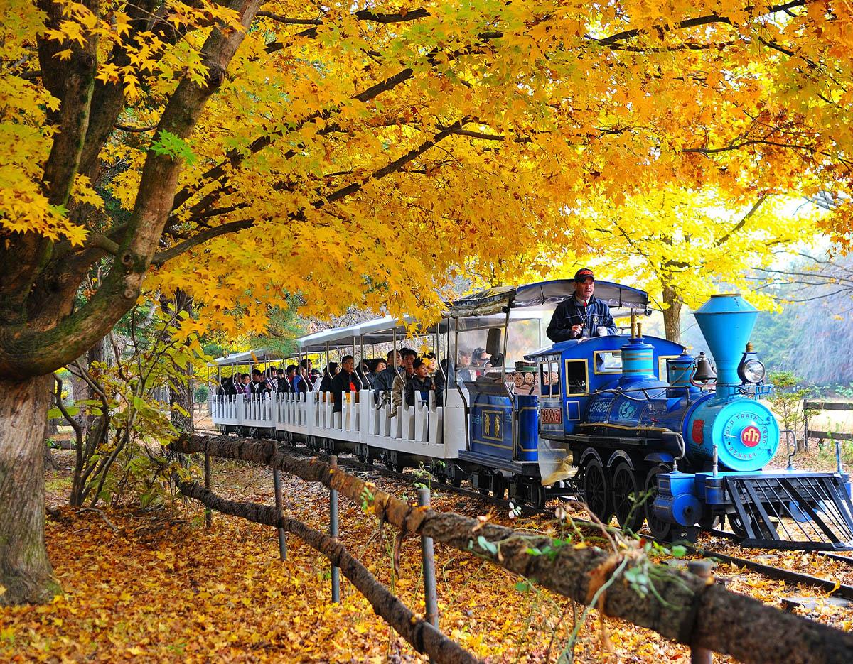 Nami Island & Autumn Maple Road & Theatre des Lumieres Day Tour from Seoul