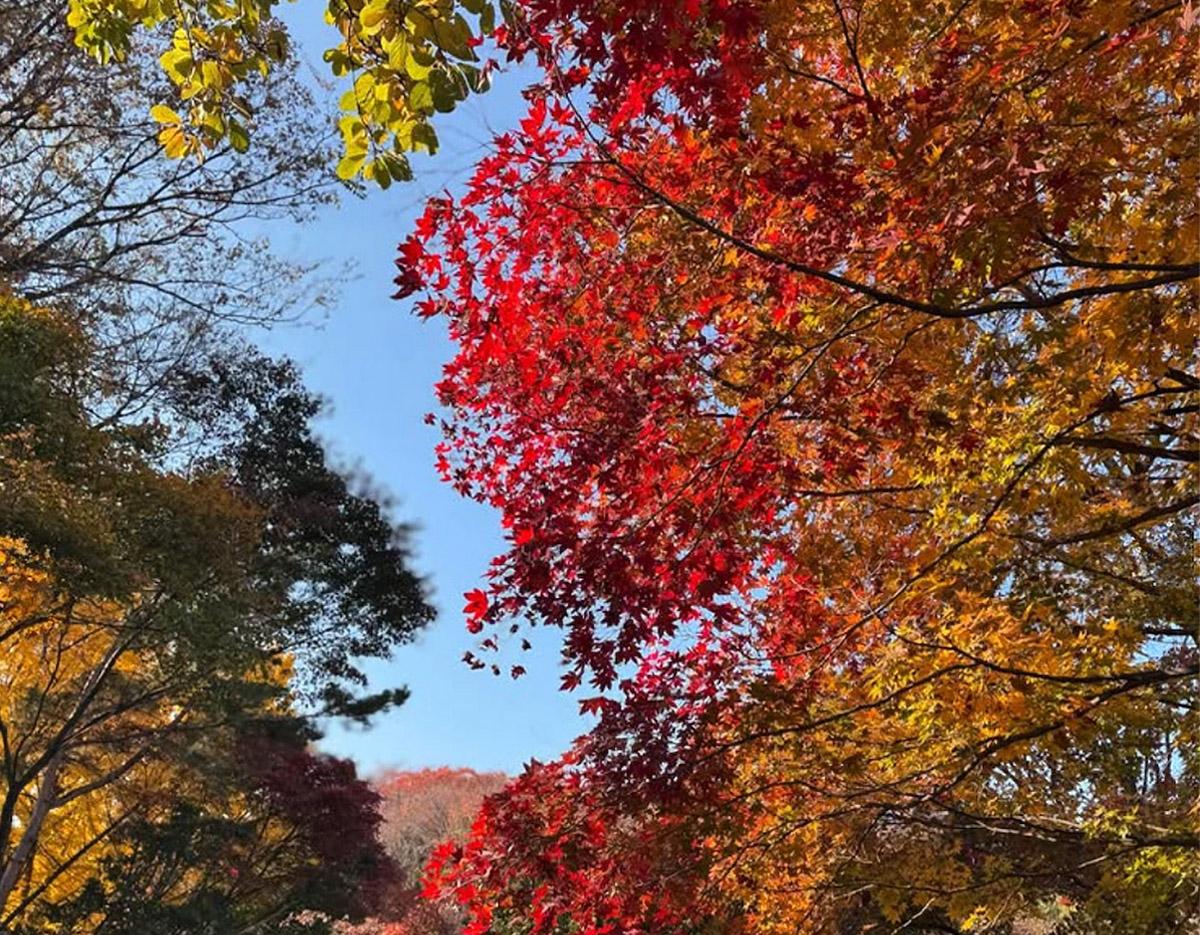 Nami Island & Autumn Maple Road & Theatre des Lumieres Day Tour from Seoul