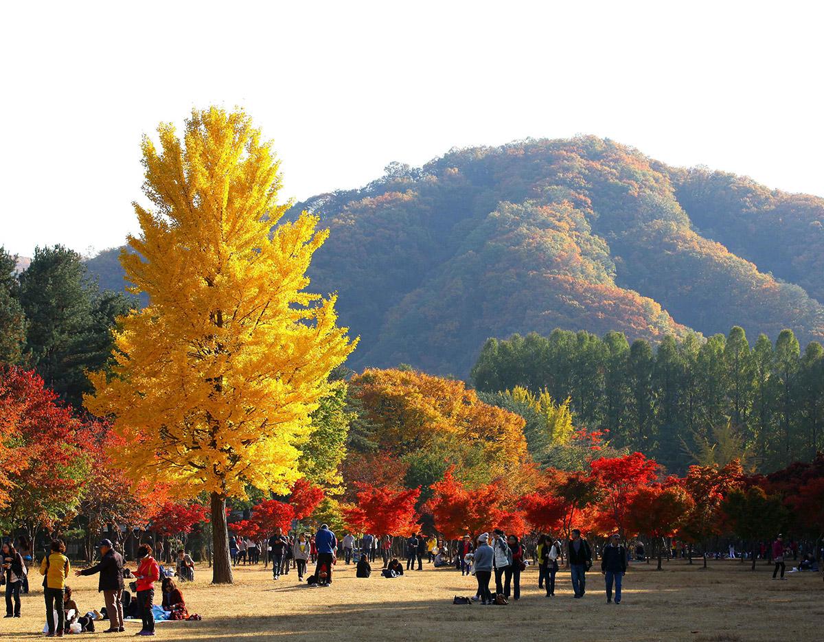 Nami Island & Autumn Maple Road & Theatre des Lumieres Day Tour from Seoul