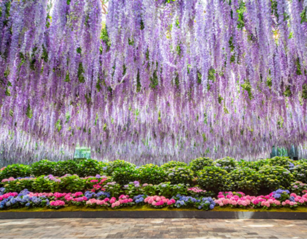 Snowy Land + Begonia / Mystery Zoo / Alpaca World One-Day Tour (Departing from Seoul)