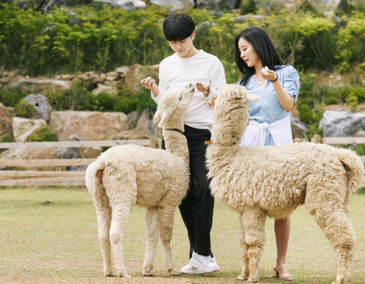 Snowy Land + Begonia / Mystery Zoo / Alpaca World One-Day Tour (Departing from Seoul)