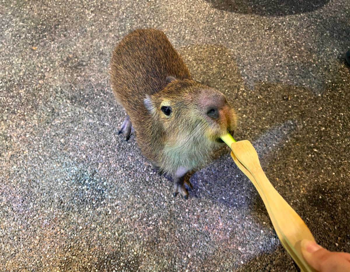 Snowy Land + Begonia / Mystery Zoo / Alpaca World One-Day Tour (Departing from Seoul)