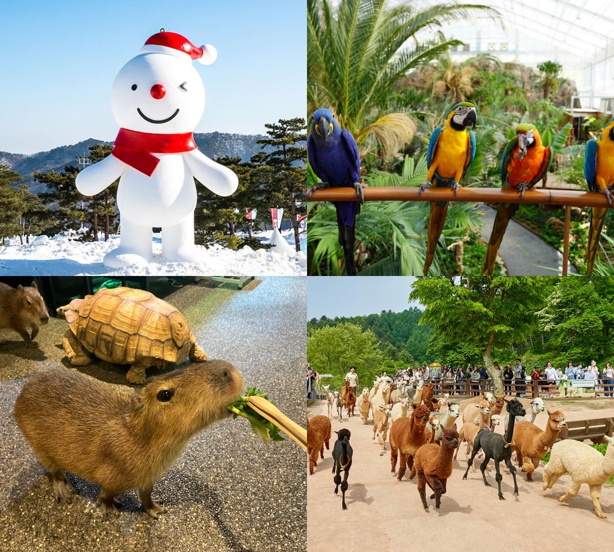 Snowy Land + Begonia / Mystical Zoo / Alpaca World One-Day Tour (Departing from Seoul)