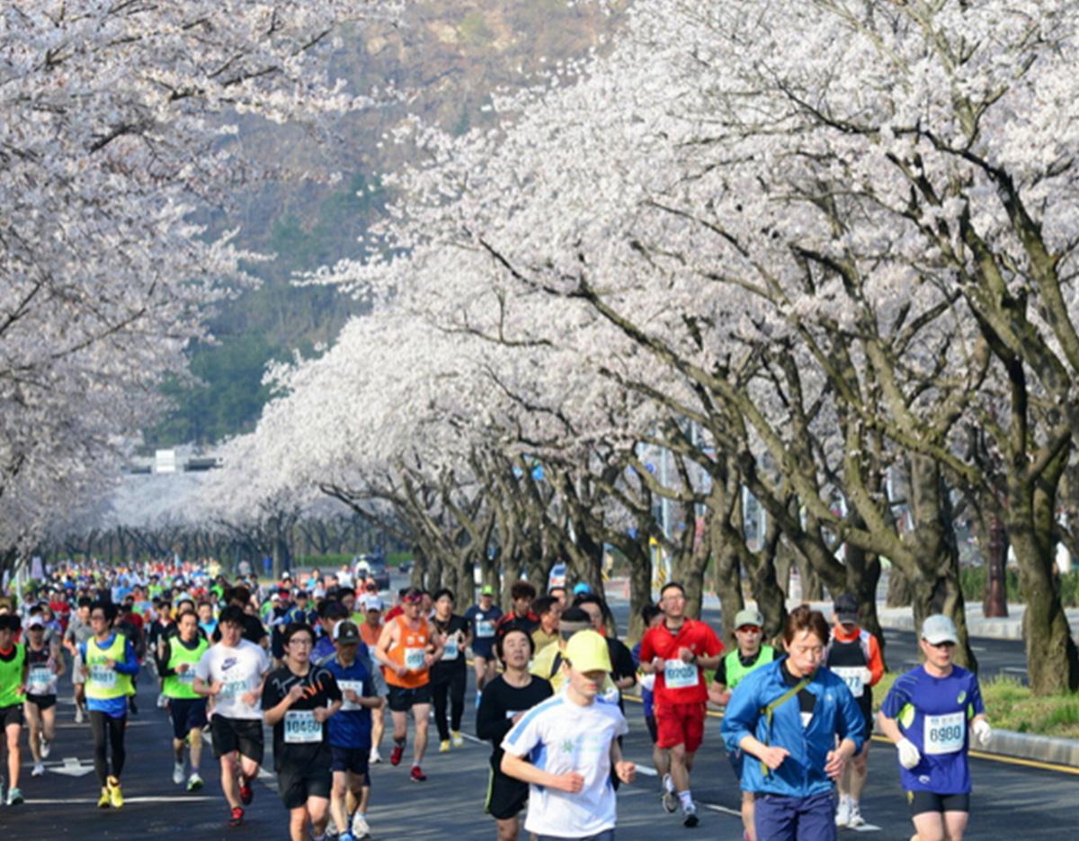 慶州桜マラソン🌸 | 桜トンネルランニングフェスティバル 4