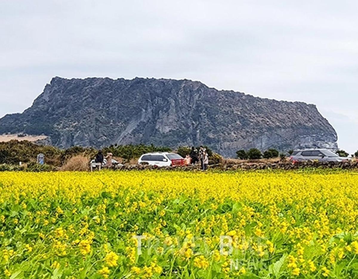 Jeju Private Custom Tour with Licensed Guide