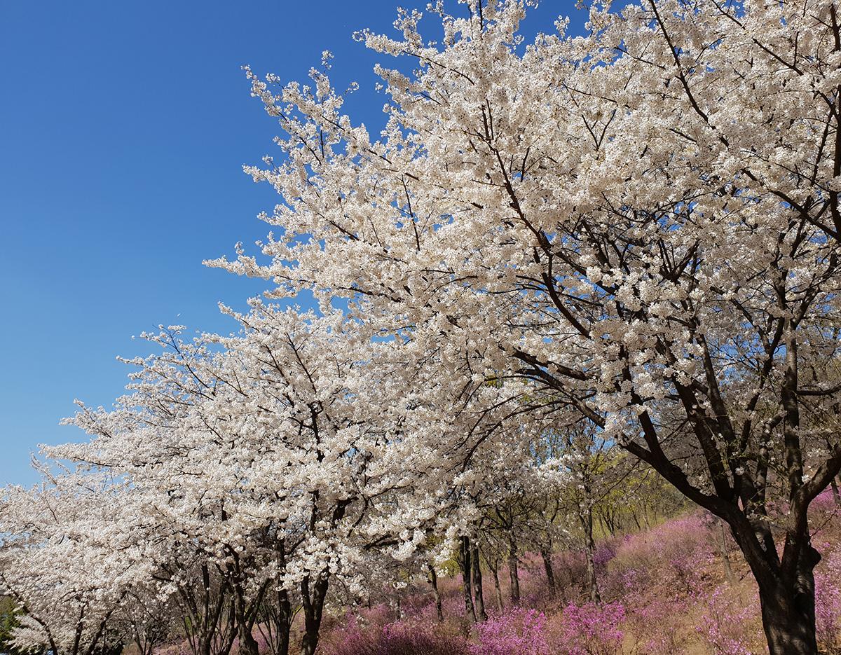仁川/京畿道春季賞花 人氣景點一日遊（首爾出發） 2