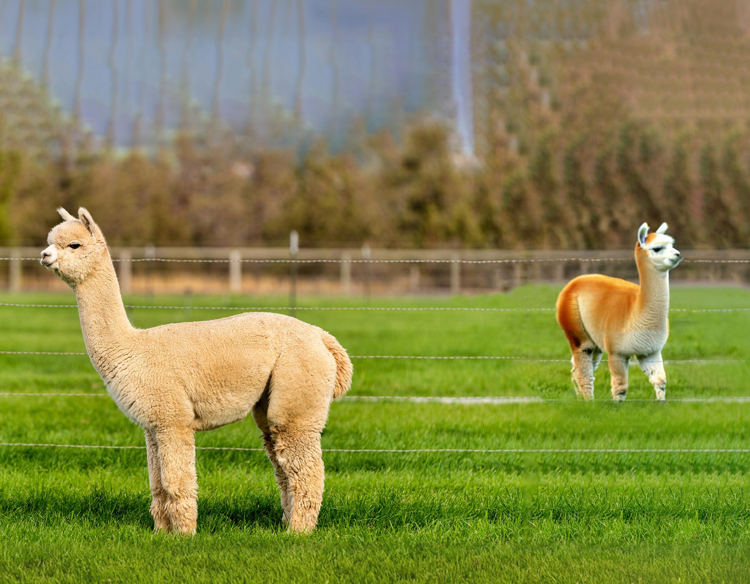 two alpacas standing in a green fenced field at Alpaca World, one cream and one brown-white in profile