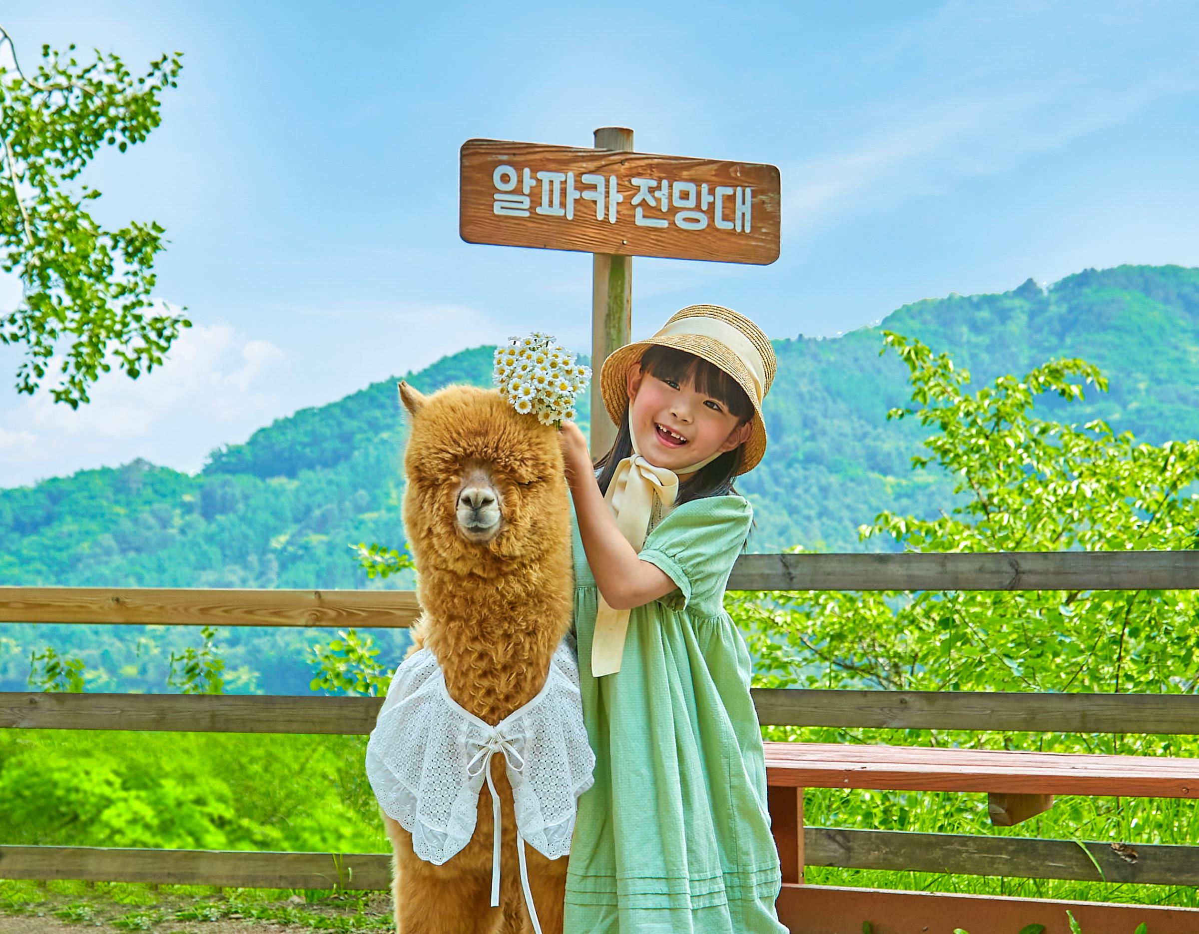 young girl in green dress and straw hat holding flowers beside a brown alpaca wearing a white lace cape at Alpaca World viewpoint
