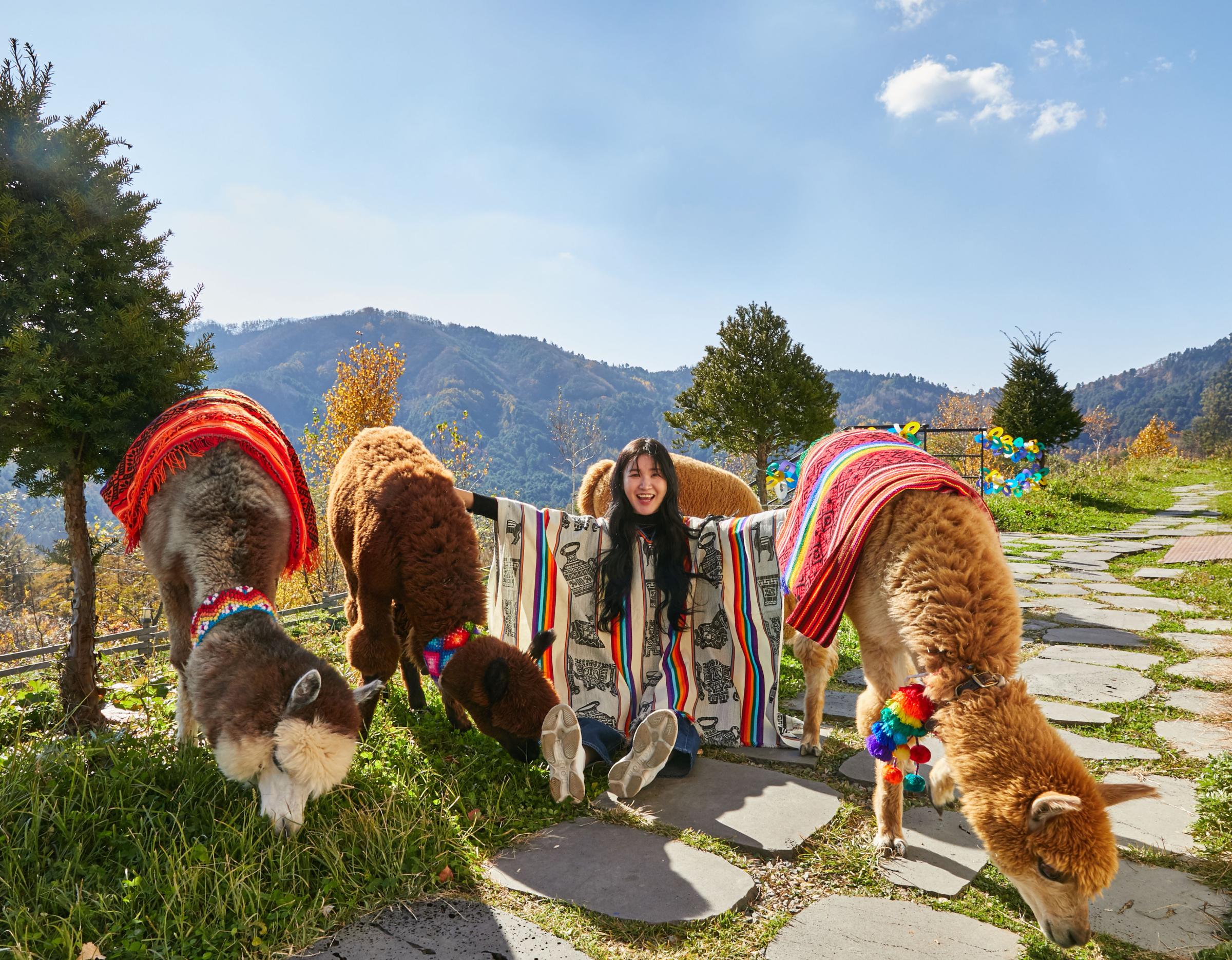 woman in colorful poncho seated among four alpacas wearing woven blankets and pompom collars on a sunny mountain path