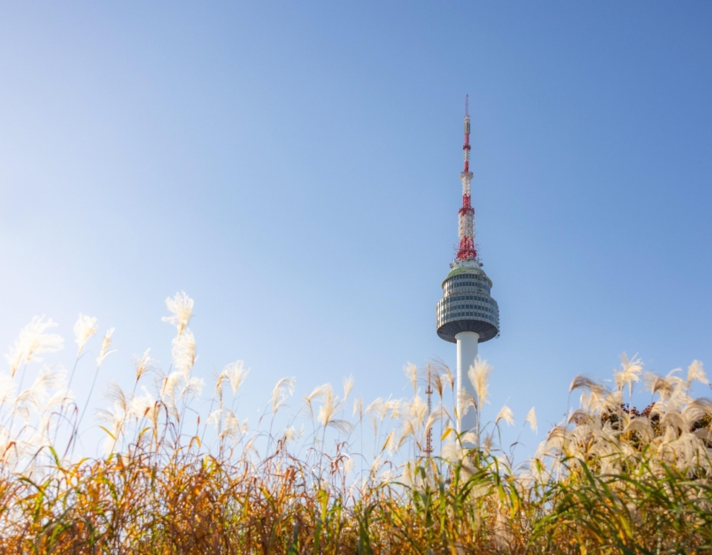 N Seoul Tower rising above golden pampas grass under a clear blue sky at Namsan Park