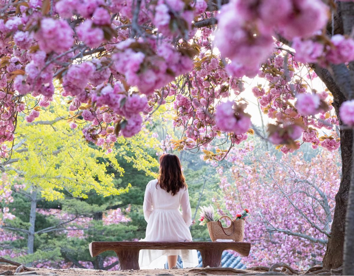Woman in white dress seated on bench under pink cherry blossoms at Gyeongju UNESCO tour site