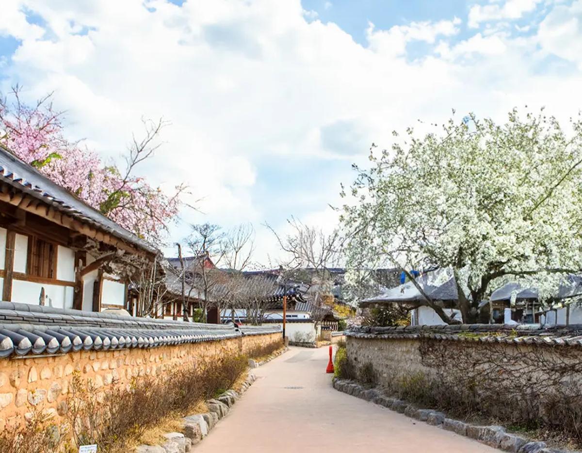 Gyeongju hanok village lane lined with traditional stone walls, tiled roofs and blooming spring trees.