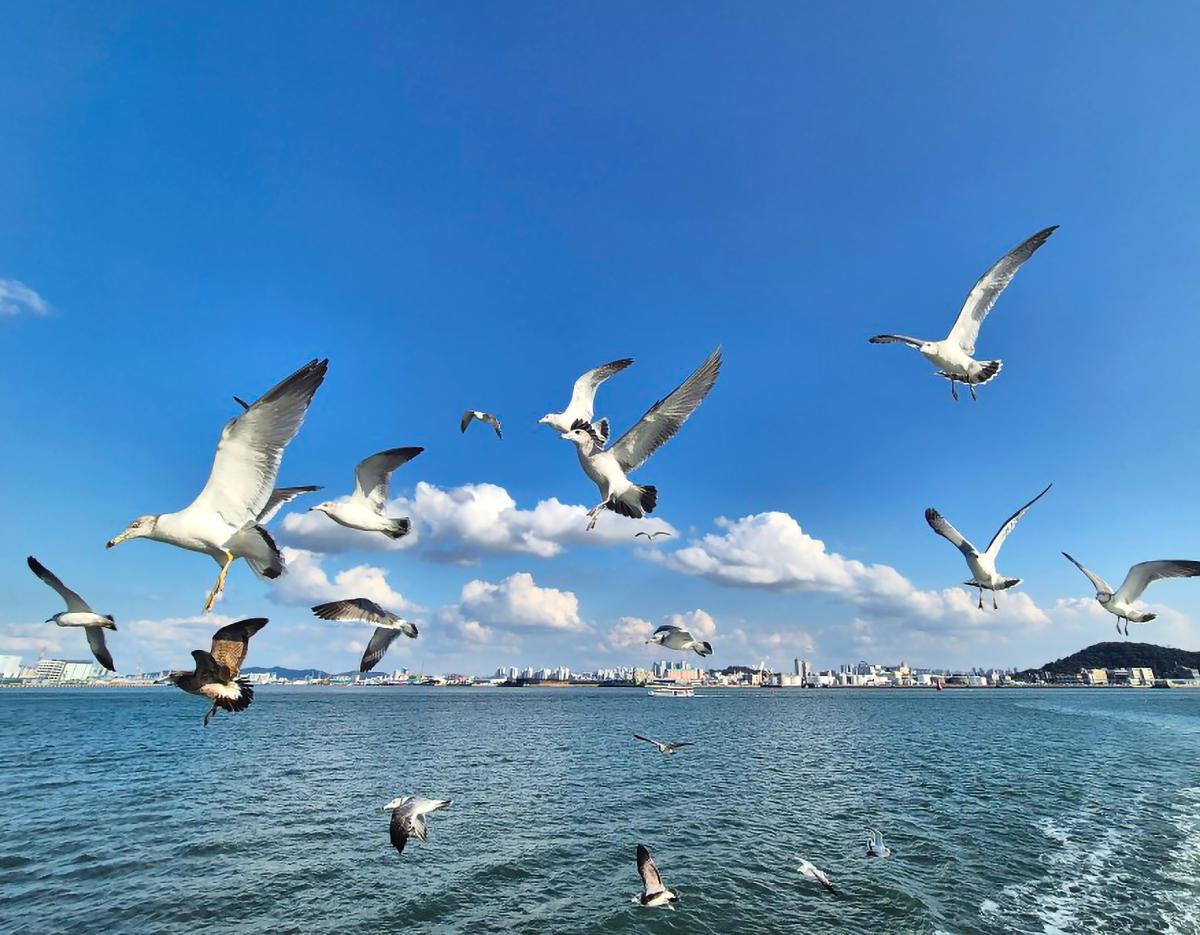 seagulls flying over blue sea and wake with Incheon skyline and scattered clouds on a sunny day