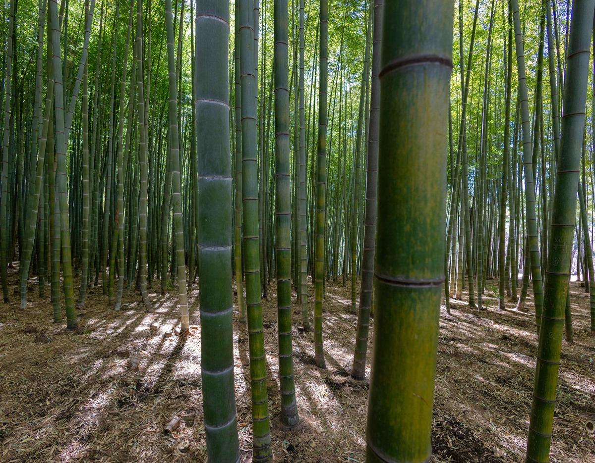 Ahopsan Bamboo Forest tour image