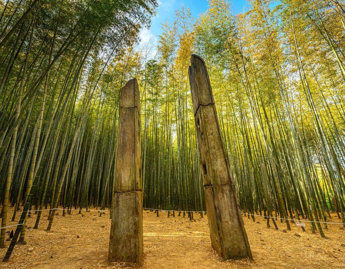 Ahopsan Bamboo Forest tour image