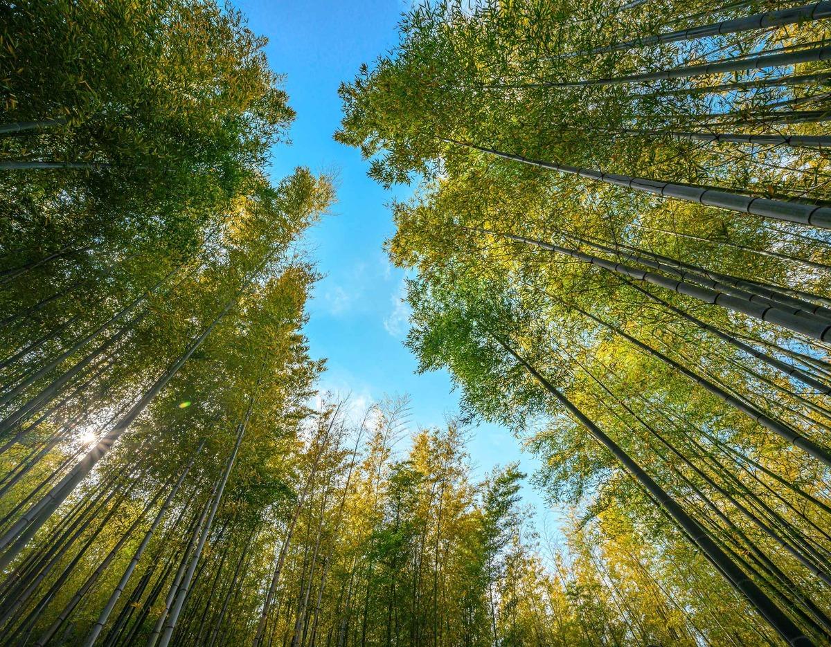Ahopsan Bamboo Forest tour image