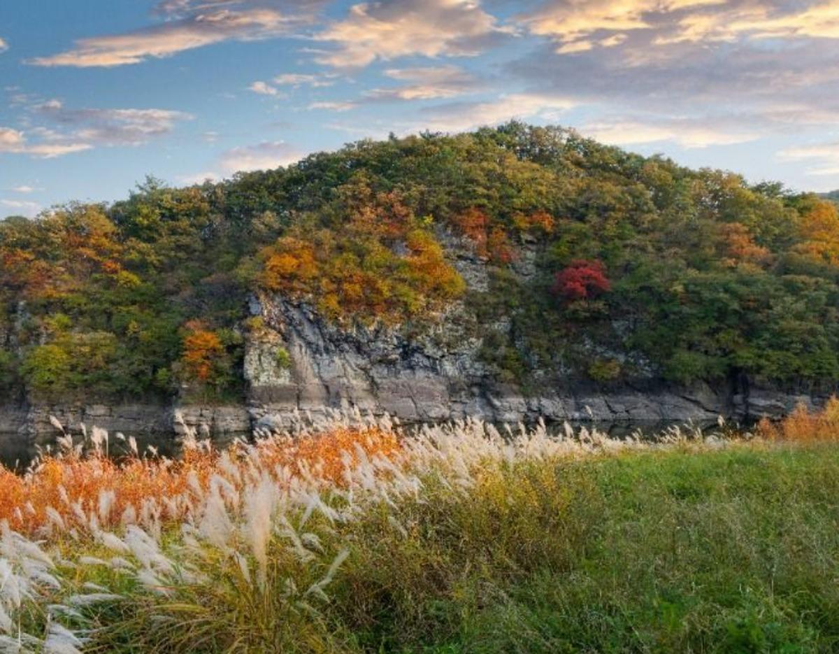 Ulsan coastal hill with autumn foliage, rocky cliff by water and tall pampas grass in foreground during sunset