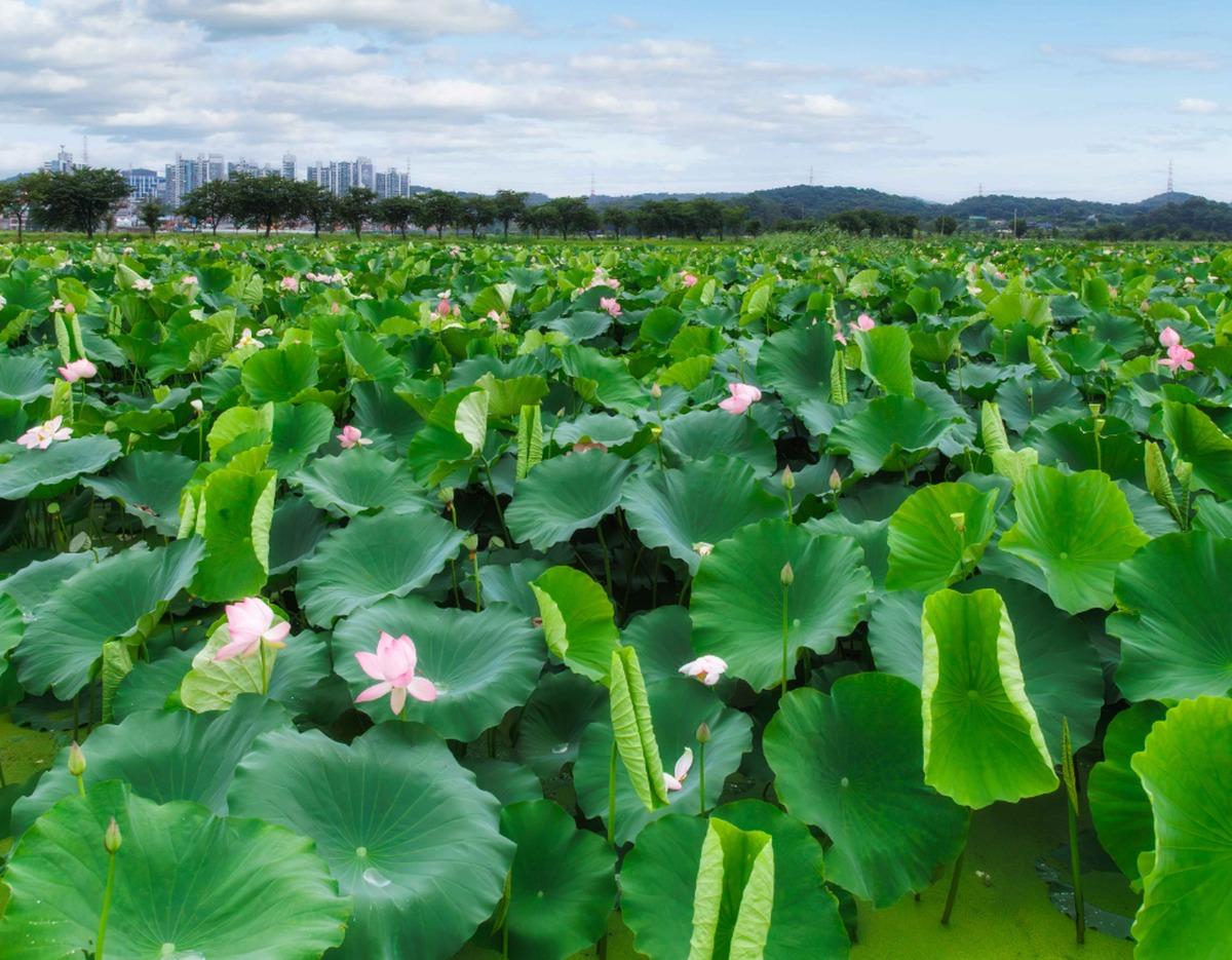 Haman Lotus Theme Park