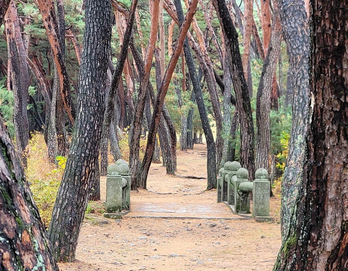 [K-Trekking Challenge] 前往慶州國立公園並領取小禮物🎁 2