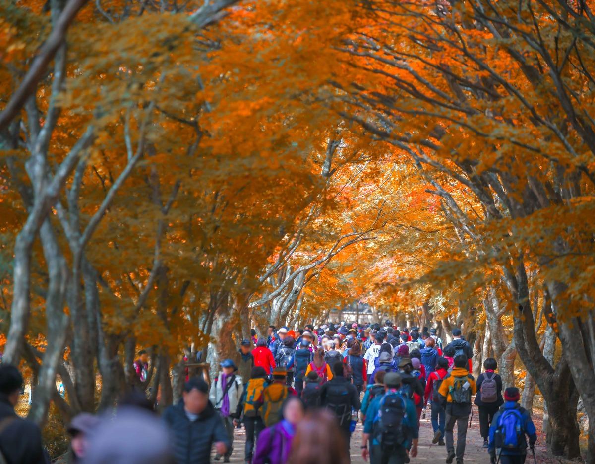 Mt. Naejangsan