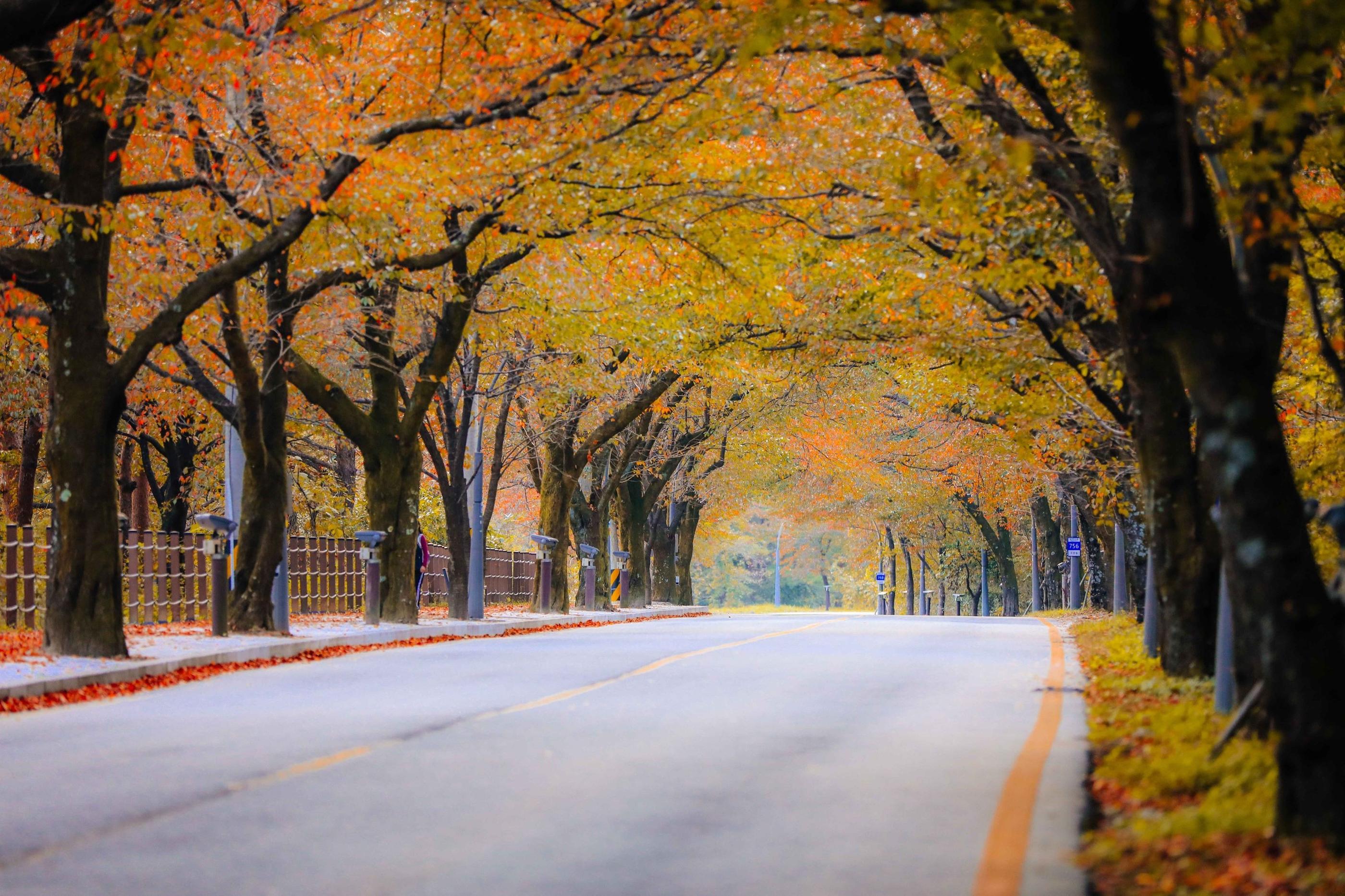 Seoraksan, Nami Island, and Eobi Ice Valley tour image