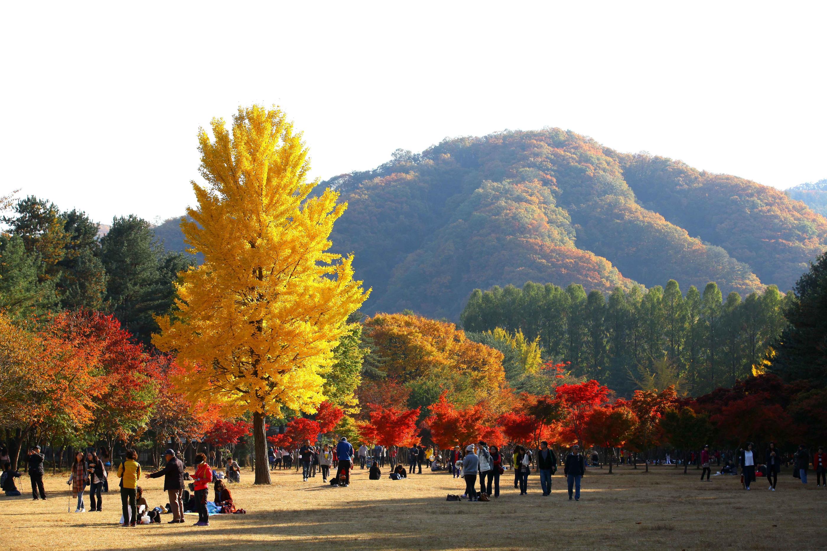 Seoraksan, Nami Island, and Eobi Ice Valley tour image