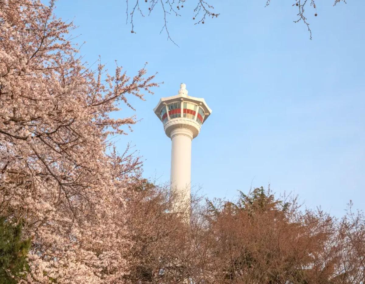 부산타워 벚꽃 전망