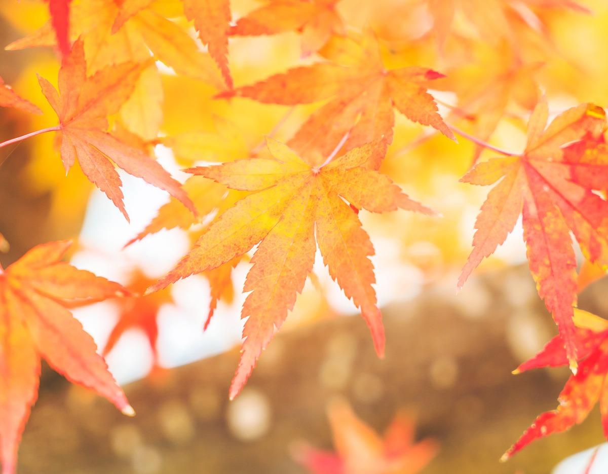 bright orange and red maple leaves of 안산자락길 autumn canopy, close-up with soft blurred trunk background