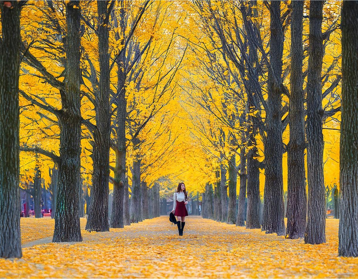 Woman walking down a ginkgo tree-lined path carpeted in golden leaves, Nami Island autumn scenery with tall trunks and canopy.