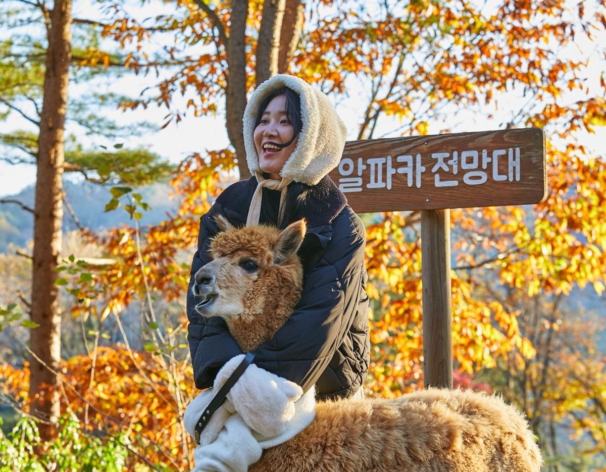 Woman in hooded coat smiling while hugging a brown alpaca in autumn foliage at Alpaca World viewing deck sign.